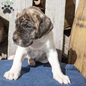 Harriet, Great Dane Puppy